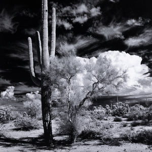 Sonoran Desert By Getty In Black 2.5 Maple
