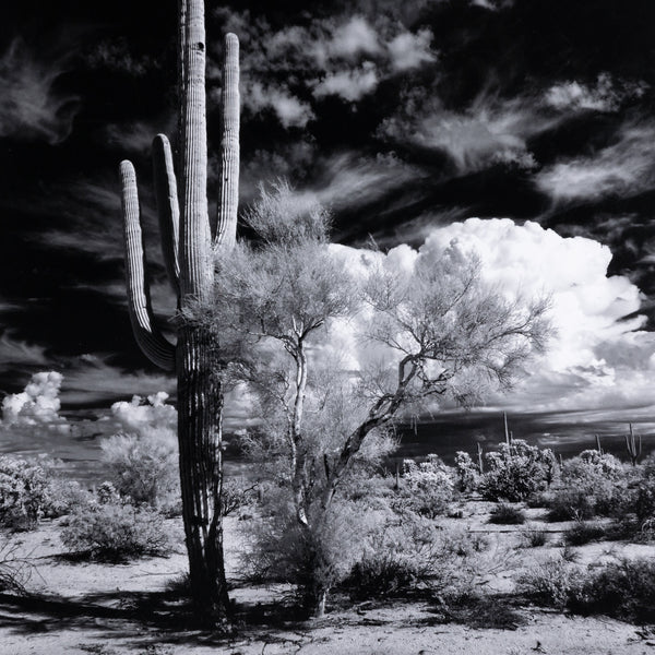 Sonoran Desert By Getty In Black 2.5 Maple
