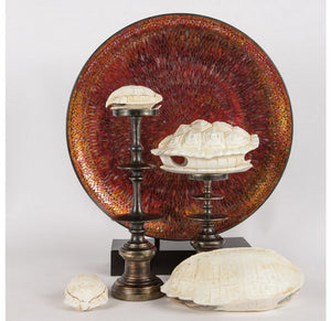 Snapping Turtle Shell