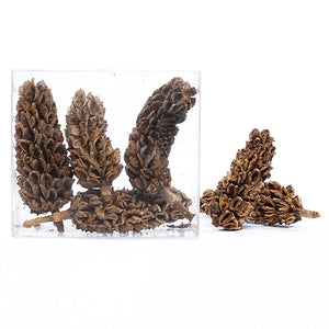 Magnolia Pod, +/- 5 pcs