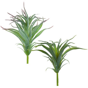 Ionantha Air Plant w/ Flocking