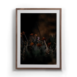 First Bloom By Annie Spratt