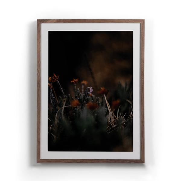 First Bloom By Annie Spratt