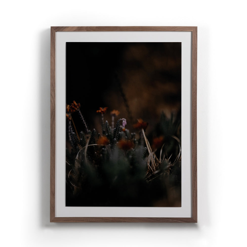 First Bloom By Annie Spratt