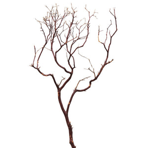 Natural Manzanita