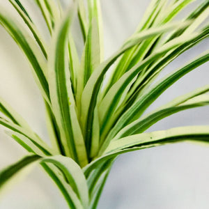 Zebra Grass