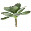 Dusty Paddle Kalanchoe