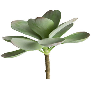 Dusty Paddle Kalanchoe