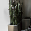 Stainless Ball Sway and Sansevieria in Stainless R
