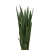 Sansevieria Plant set w/out Pot