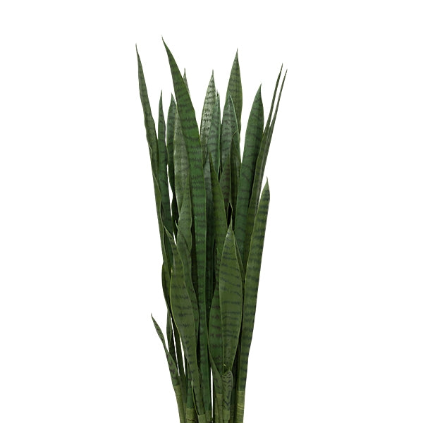 Sansevieria Plant set w/out Pot