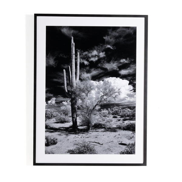 Sonoran Desert By Getty In Black 2.5 Maple