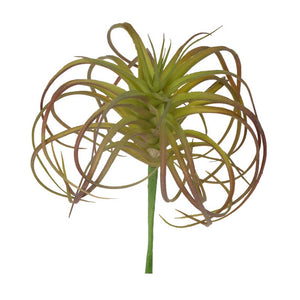 Tillandsia Micro Curly