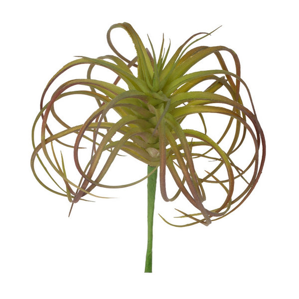 Tillandsia Micro Curly