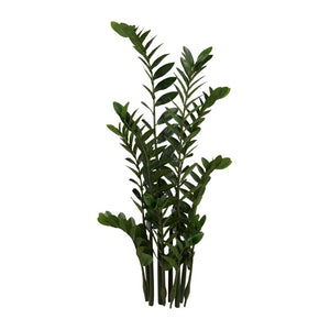 Unpotted Zamifolia Plant, set/9