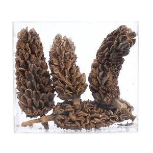Magnolia Pod, +/- 5 pcs