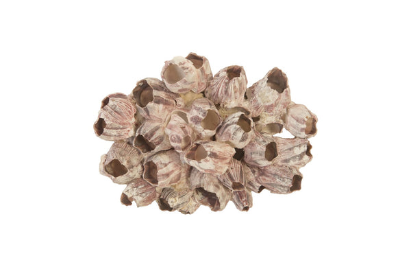 Barnacle Cluster Wall Art, Large