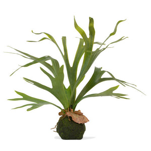 Staghorn Fern w/ Soil Ball