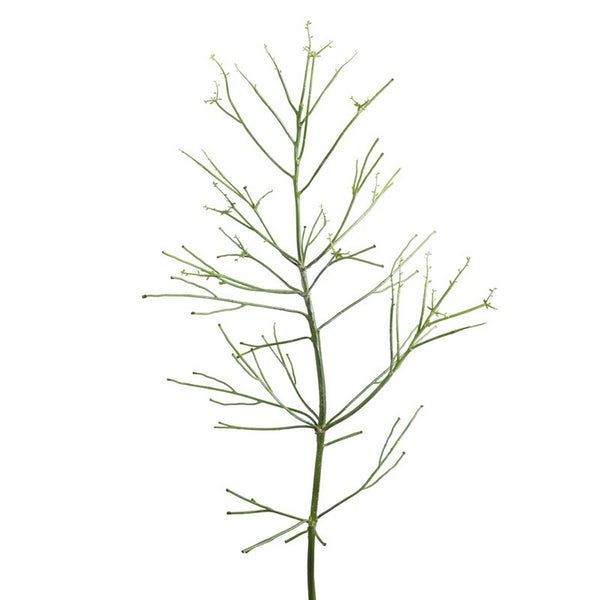 Pencil Cactus, green