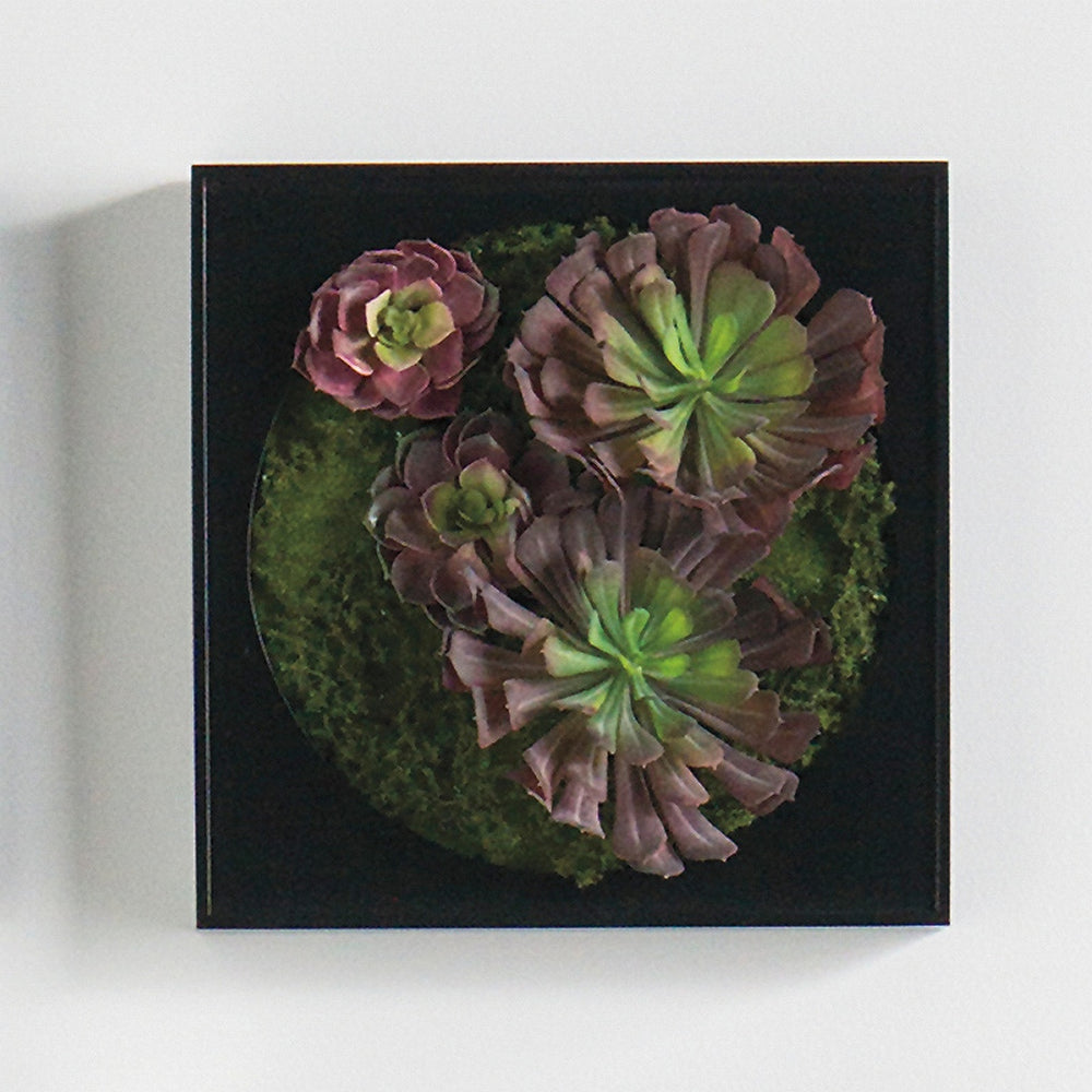 Mini Green Wall 12"SQ Burgundy Echeveria