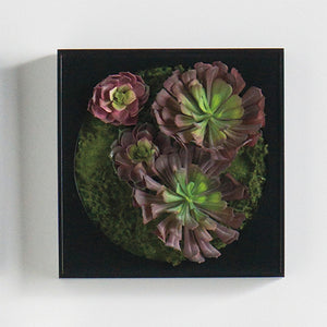 Mini Green Wall 12"SQ Burgundy Echeveria