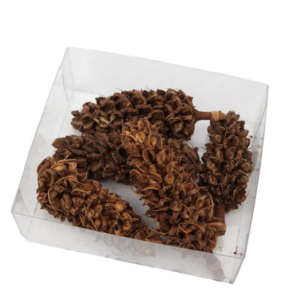 Magnolia Pod, +/- 5 pcs