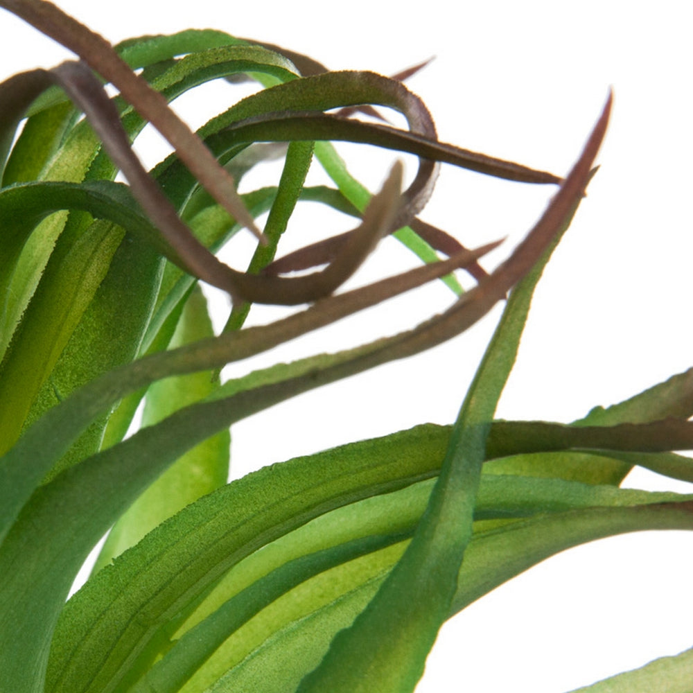 Ionantha Air Plant