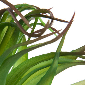 Ionantha Air Plant