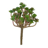 Sedum Baby Tears 7.75"L