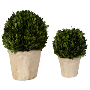 Oval Domes Preserved Boxwood Set/2