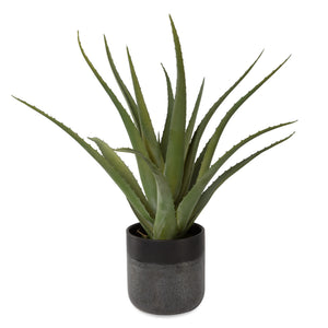 Tucson Aloe Planter