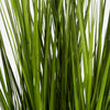Switchgrass Unpotted Set