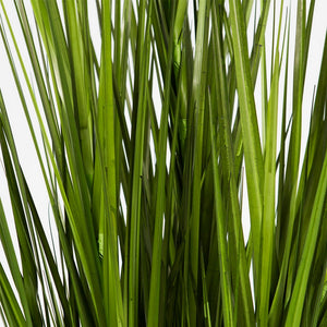 Switchgrass Unpotted Set