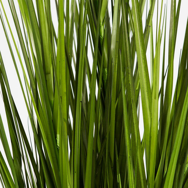 Switchgrass Unpotted Set