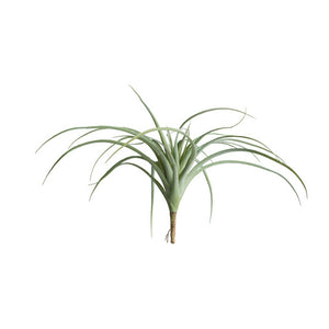 Tillandsia, Grey