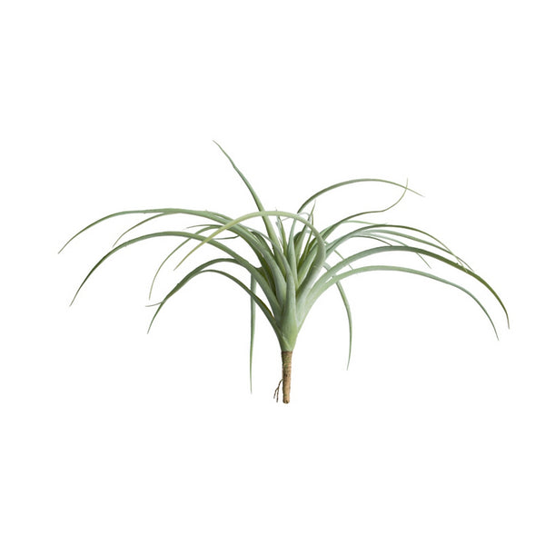 Tillandsia, Grey