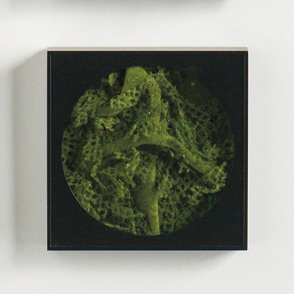 Mini Green Wall 12"SQ Moss