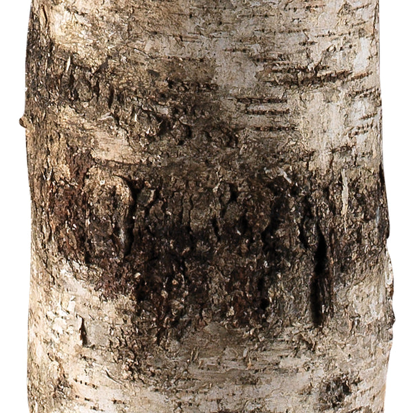 Forrester Birch 1-Light Floor Lamp