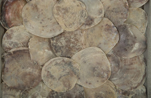 Shell Wall Art, w/Glass