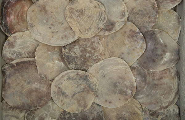 Shell Wall Art, w/Glass