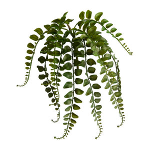 Small Button Fern