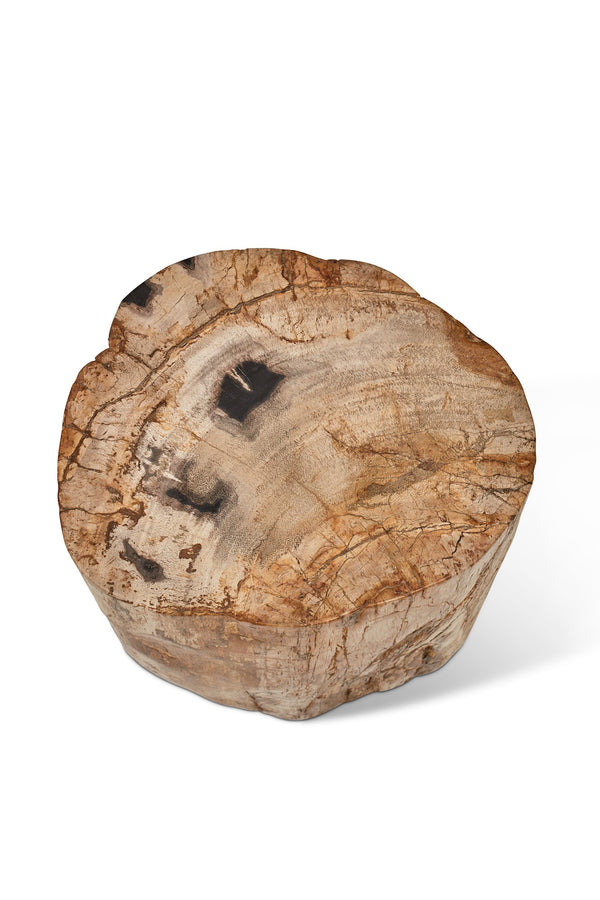 Petrified Wood Stump, Fully Polished