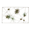 Intersect Wall Art with Tillandsia Mix