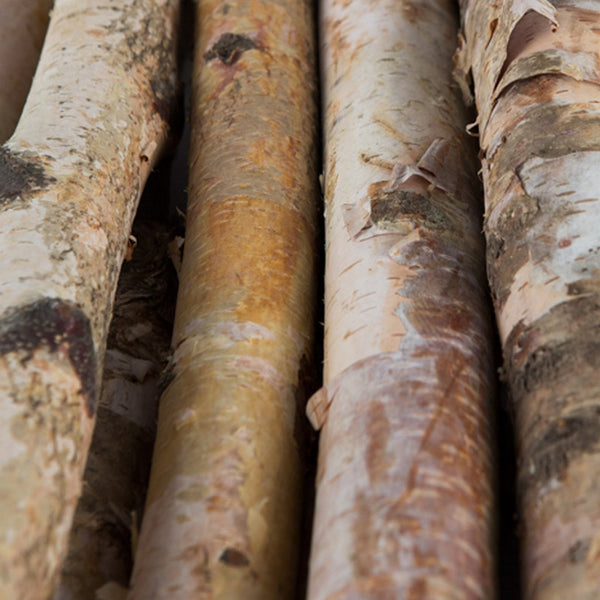 Natural Birch Logs