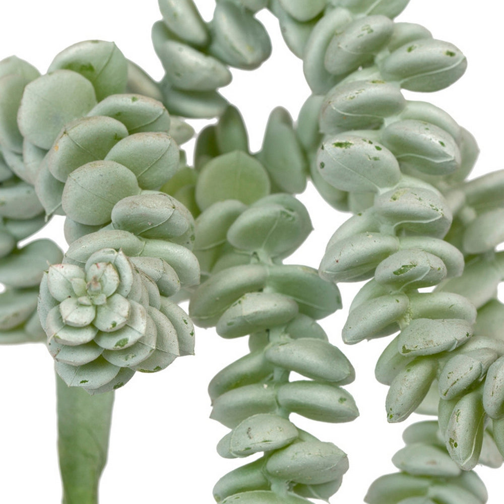 Burro's Tail 11.75"