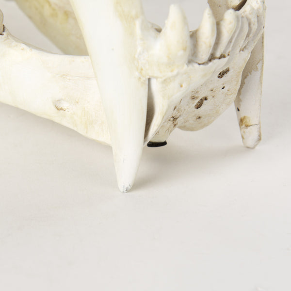 Fozzil 9L x 9W Resin Sabretooth Skull Replica