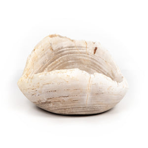 Oval Petrified Wood Bowl In Petrified Wood