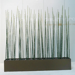 Equisetum in Custom Rectangle Planter