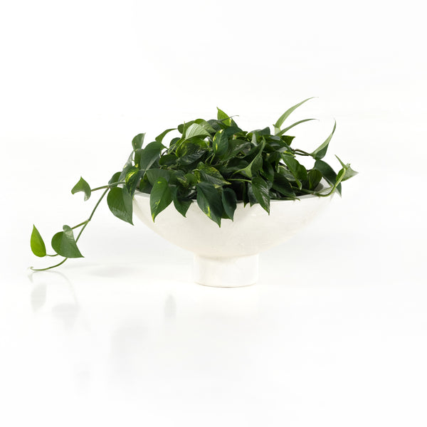 Pressler Outdoor Planter, Set 2 In Plaster