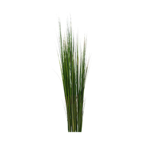 Onion Grass, 50"green,UNPOTTED